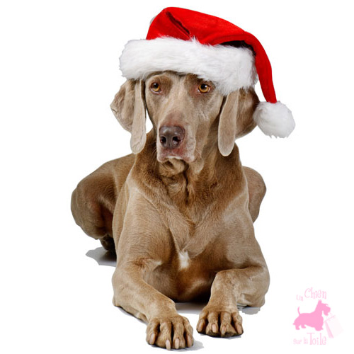de Noël Wouapy pour chien et chat