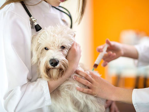 Vaccination-Chien