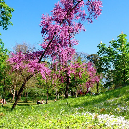 Vive le Printemps !