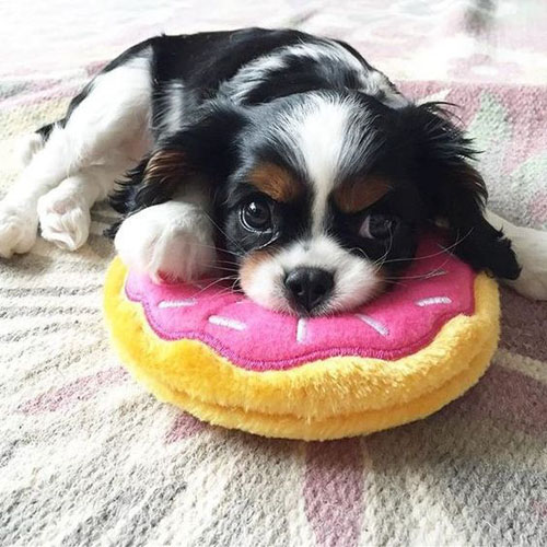 Peluche Beignet Donutz -  ZIPPY PAWS