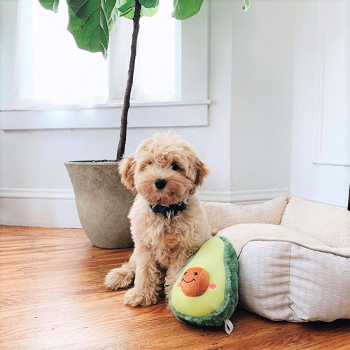 Peluche NOMNOMZ Avocado - ZIPPY PAWS