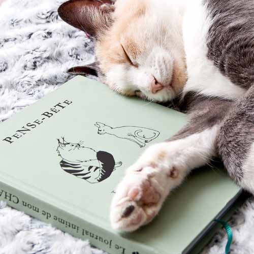 Journal intime "PENSE-BÊTE" pour chat