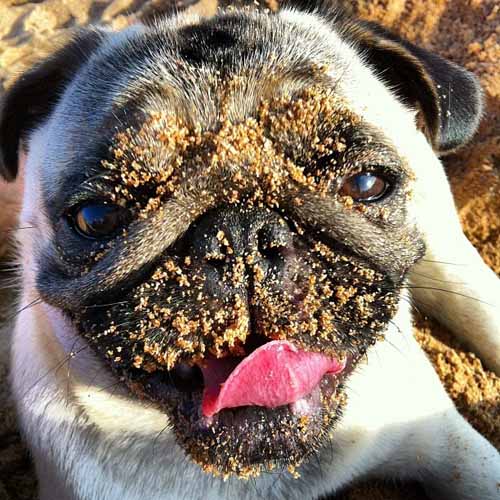 Ce que votre chien pense quand il a CHAUD !