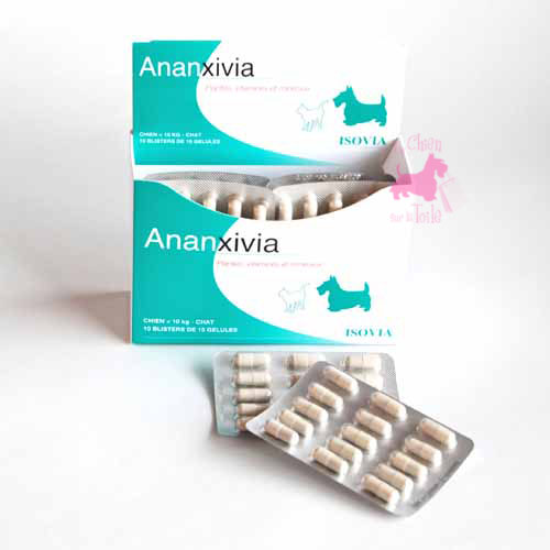 ANANXIVIA CHAT ET PETIT CHIEN - ISOVIA