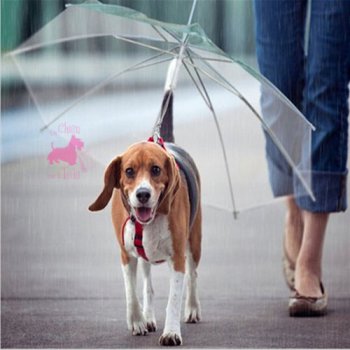 Parapluie/Laisse pour Chien