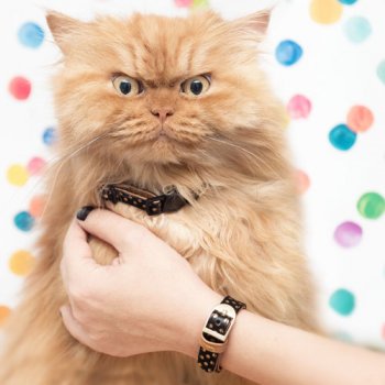 Collier CHAT + Bracelet 