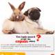 Livre Ton Lapin nain en 50 Questions - ditions MILAN