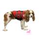 Gilet de sauvetage LifeGuard - PAWS ABOARD